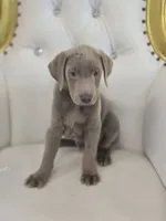 Max, a male Labrador Retriever for sale in Forney, TX – 3 of 4