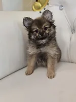Sassy, a female Pomeranian for sale in Forney, TX – 3 of 5