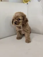 Ozzy, a male Cocker Spaniel for sale in Forney, TX – 3 of 5