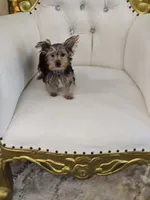 Spud, a male Yorkshire Terrier for sale in Forney, TX – 5 of 5