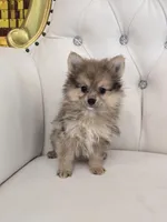 Miles, a male Pomeranian for sale in Forney, TX – Photo 3 of 4