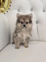 Miles, a male Pomeranian for sale in Forney, TX – Photo 2 of 4