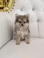 Miles, a male Pomeranian for sale in Forney, TX – Photo 4 of 4