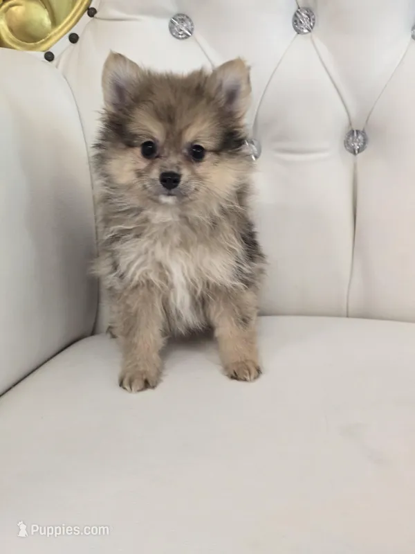Miles – Pomeranian puppy for sale in Forney, TX