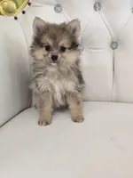 Miles, a male Pomeranian for sale in Forney, TX – Photo 1 of 4