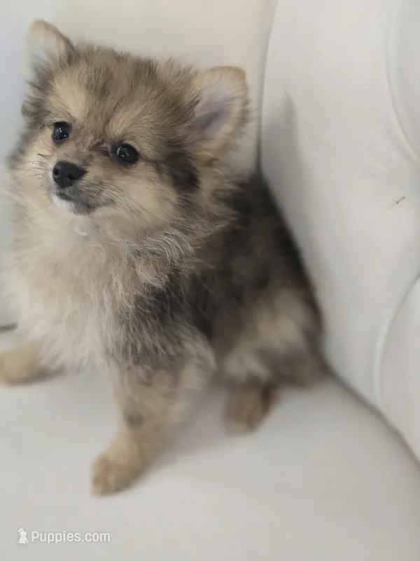 Miles – Pomeranian puppy for sale in Forney, TX
