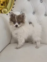 Kitara, a female Pomeranian for sale in Forney, TX – 2 of 4