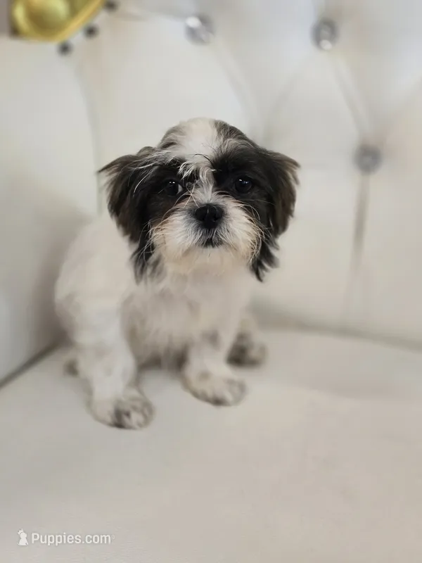 Maggie – Shih Tzu puppy for sale in Forney, TX
