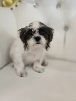 Maggie, a female Shih Tzu for sale in Forney, TX – 1 of 5