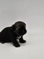 Einstein, a male Shih Tzu for sale in Forney, TX – 3 of 4