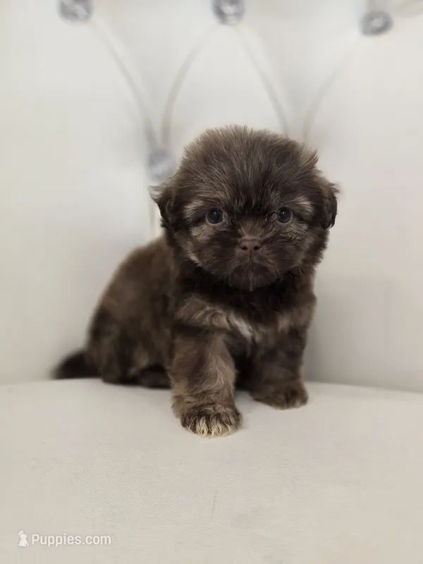 Einstein – Shih Tzu puppy for sale in Forney, TX