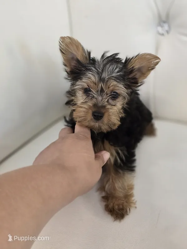 Bentley – Yorkshire Terrier puppy for sale in Forney, TX