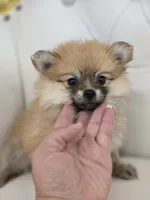 Star, a female Pomeranian for sale in Forney, TX – 2 of 4