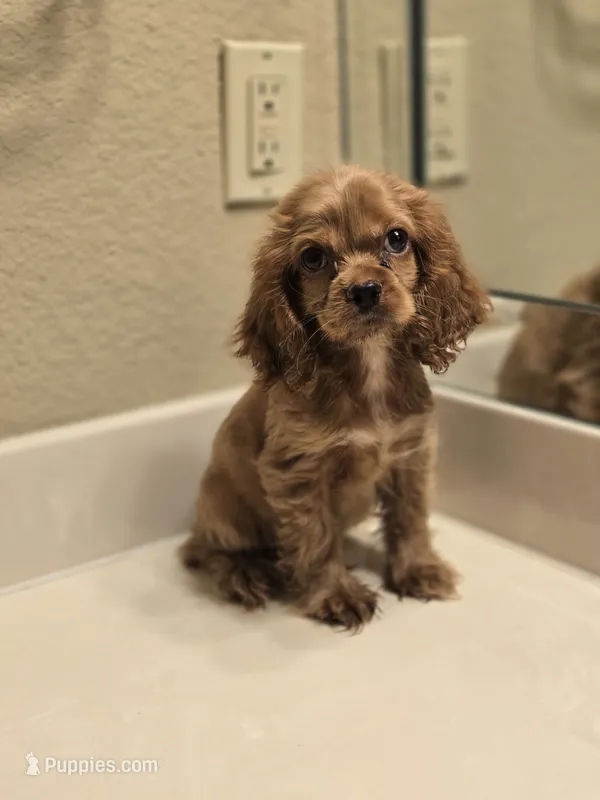 Ozzy – Cocker Spaniel puppy for sale in Forney, TX