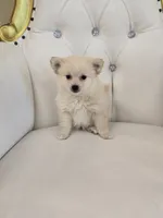 Molly, a female Pomeranian for sale in Forney, TX – 2 of 5