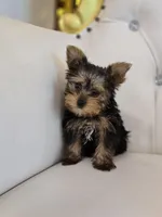 Tiny Tim, a male Yorkshire Terrier for sale in Forney, TX – Photo 4 of 5