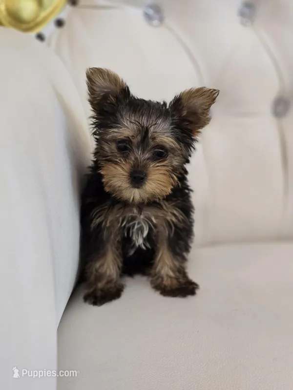 Tiny Tim – Yorkshire Terrier puppy for sale in Forney, TX