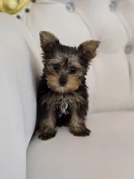 Tiny Tim, a male Yorkshire Terrier for sale in Forney, TX – Photo 1 of 5
