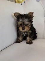 Tiny Tim, a male Yorkshire Terrier for sale in Forney, TX – Photo 5 of 5