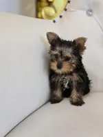 Tiny Tim, a male Yorkshire Terrier for sale in Forney, TX – Photo 3 of 5