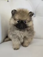 Cash, a male Pomeranian for sale in Forney, TX – 4 of 6