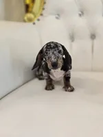 Jazzy, a female Miniature Dachshund for sale in Forney, TX – 2 of 6