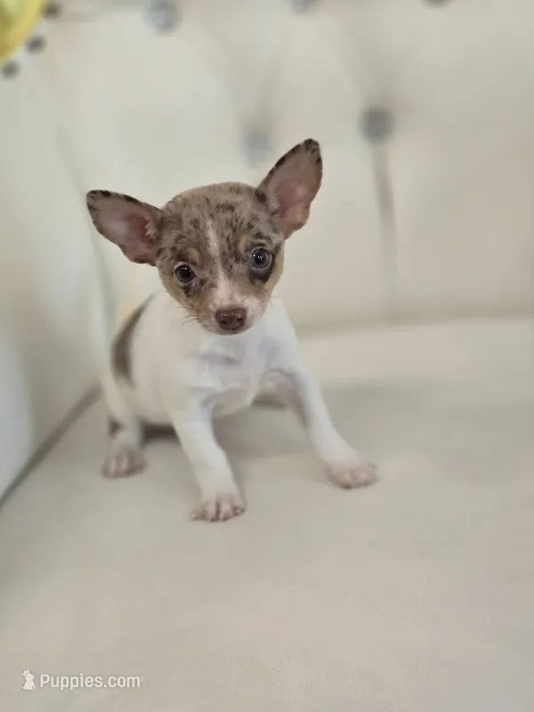 Maria – Chihuahua puppy for sale in Forney, TX