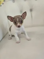 Maria, a female Chihuahua for sale in Forney, TX – 1 of 4