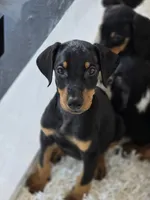 Echo, a female Doberman Pinscher for sale in Forney, TX – 1 of 4
