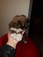 Hershey, a male Shih Tzu for sale in Forney, TX – 2 of 3