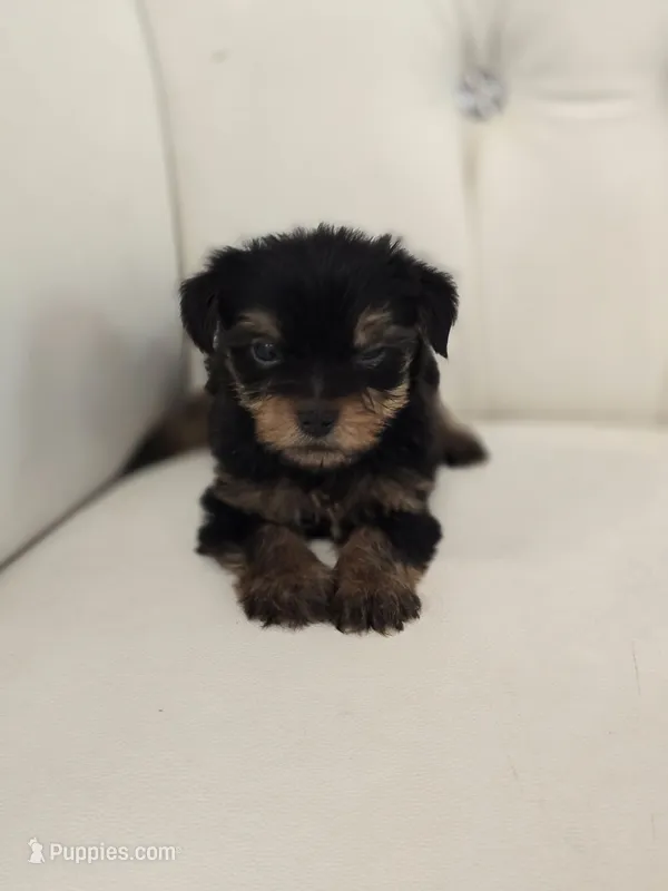 Danny – Yorkshire Terrier puppy for sale in Forney, TX
