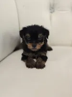 Danny, a male Yorkshire Terrier for sale in Forney, TX – 1 of 7