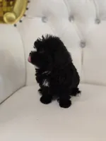 Midnight, a female Poodle - Miniature  for sale in Forney, TX – 3 of 5