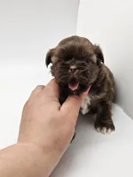 Einstein, a male Shih Tzu for sale in Forney, TX – 2 of 3