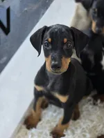 Echo, a female Doberman Pinscher for sale in Forney, TX – 4 of 4