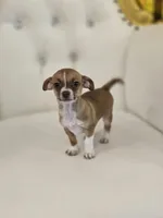 Raine, a female Chihuahua for sale in Forney, TX – 2 of 4
