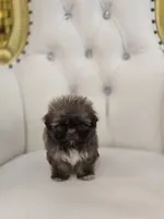 Tiny Sue, a female Shih Tzu for sale in Forney, TX – 3 of 3