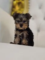 Tiny Tim, a male Yorkshire Terrier for sale in Forney, TX – Photo 6 of 6