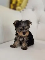 Tiny Tim, a male Yorkshire Terrier for sale in Forney, TX – Photo 4 of 6