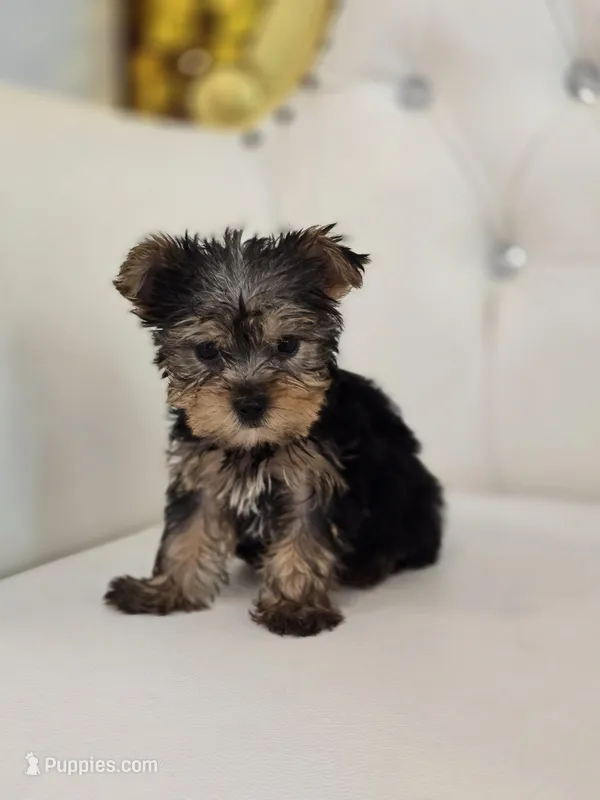 Tiny Tim – Yorkshire Terrier puppy for sale in Forney, TX