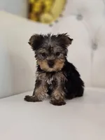 Tiny Tim, a male Yorkshire Terrier for sale in Forney, TX – Photo 3 of 6