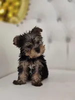 Tiny Tim, a male Yorkshire Terrier for sale in Forney, TX – Photo 5 of 6