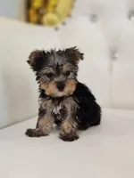 Tiny Tim, a male Yorkshire Terrier for sale in Forney, TX – Photo 2 of 6