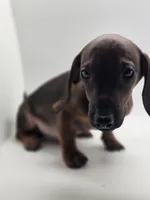 Bruno, a male Miniature Dachshund for sale in Forney, TX – 6 of 6