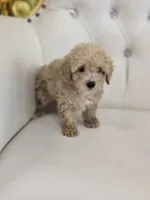 Blondie, a male Poodle - Toy  for sale in Forney, TX – 5 of 6