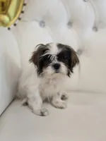 Maggie, a female Shih Tzu for sale in Forney, TX – 3 of 5