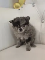 Blue, a female Pomeranian for sale in Forney, TX – 4 of 4