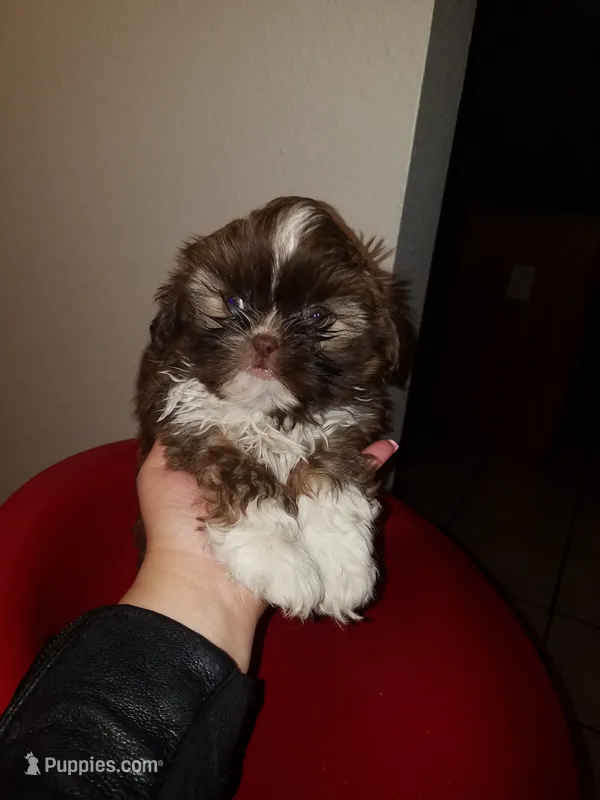 Hershey – Shih Tzu puppy for sale in Forney, TX