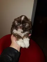Hershey, a male Shih Tzu for sale in Forney, TX – 1 of 3