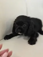 Rockey, a male Cocker Spaniel for sale in Forney, TX – 4 of 4
